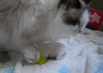 Ginger et son chaton - Chatterie Ragdolls du Val de Beauvoir